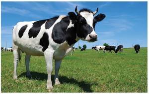 Сколько весит корова в среднем: как узнать по обмеру, как определить без весов
