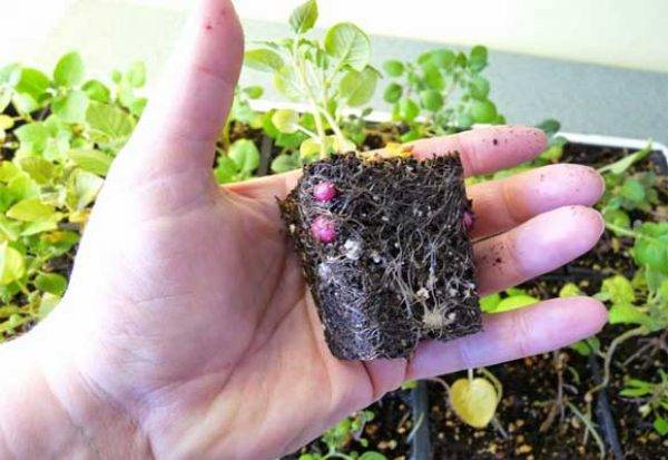 Выращивание картофеля из семян. фото — ботаничка.ru