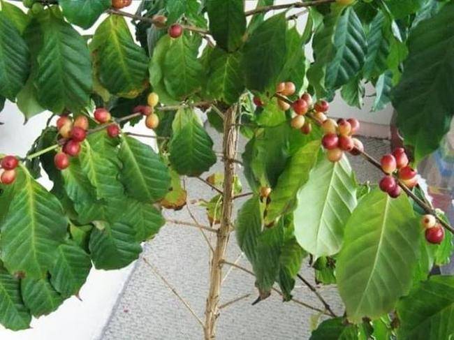 Кофейное дерево в домашних условиях. уход и размножение