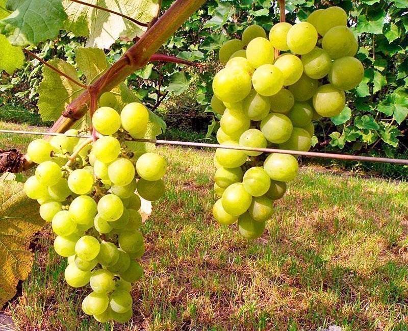 Сорт винограда фавор: описание и характеристика гибридной формы с фото и отзывами