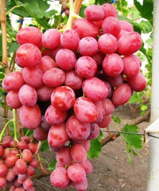 Гибридные формы (сорта) винограда народных селекционеров-любителей