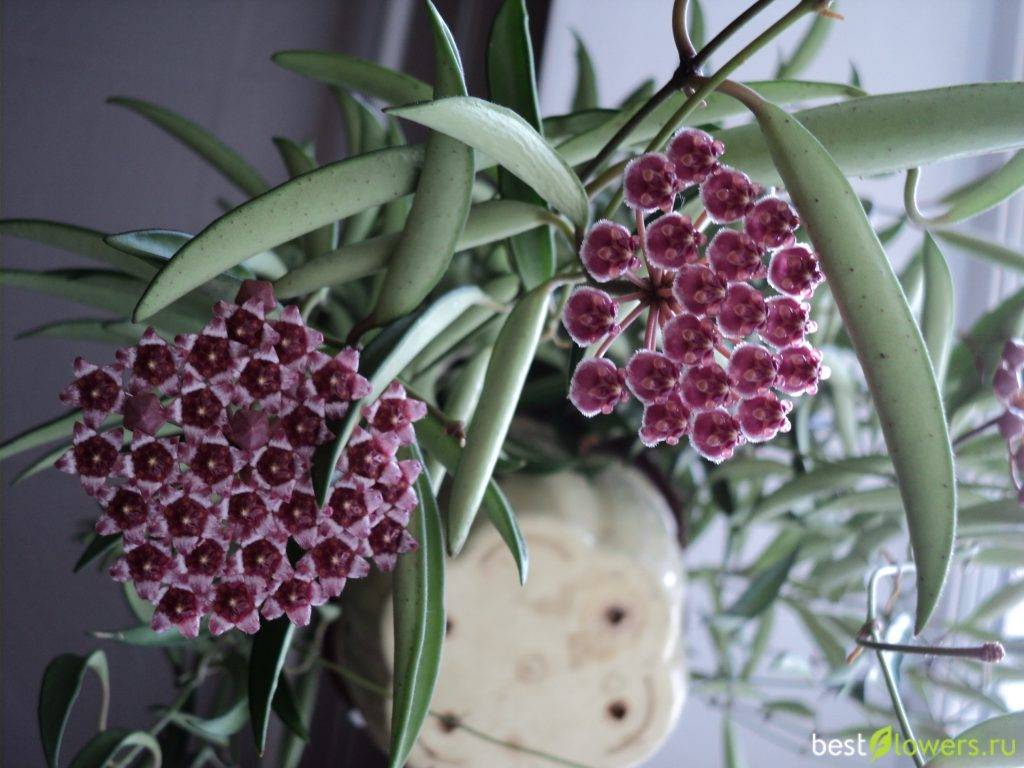 Цветок хойя — как выглядят сорта карноза, керри, белла, мясистая, мультифлора