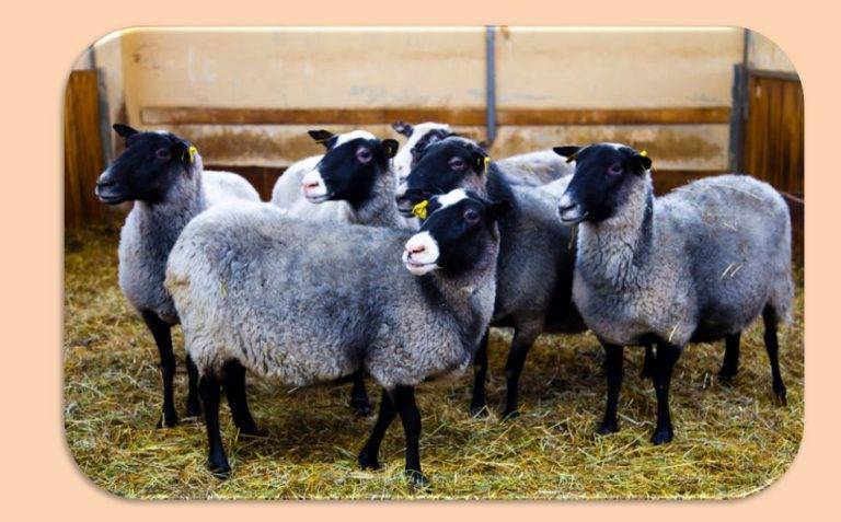 Лучшие породы овец: описание, содержание, питание