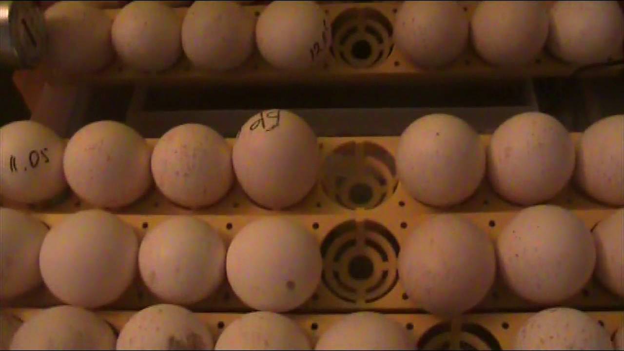 Инкубация индюшиных яиц в домашних условиях • режимы и таблица