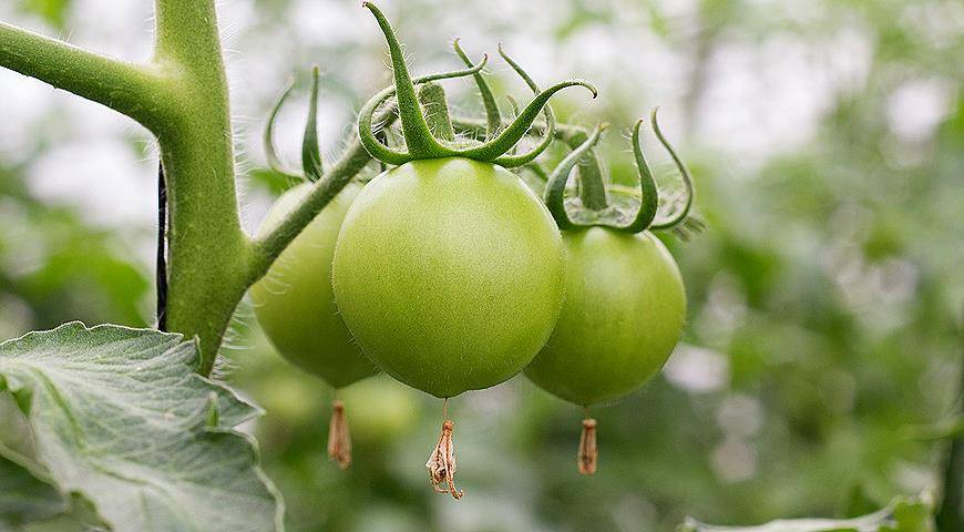 Как ускорить созревание помидор в теплице - способы