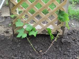 Как посадить виноград весной: как посадить саженцы, как сажать черенки, подготовка к посадке