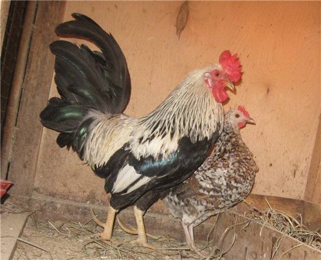 Куры бентамки (28 фото): описание и выращивание породы, алтайские цыплята и другие разновидности бентамки
