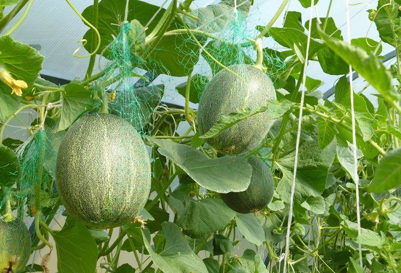 Выращивание арбузов в теплице из поликарбоната в сибири и на урале