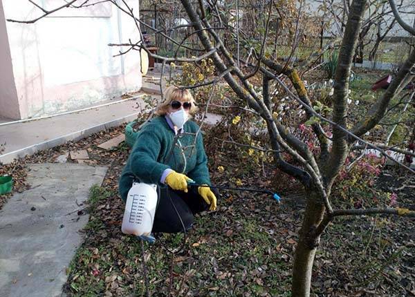 Обработка яблонь от вредителей и болезней весной: чем опрыскивать деревья?