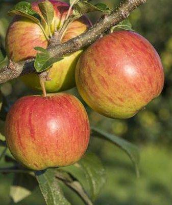 Яблоня в подарок садоводам: описание сорта, фото, отзывы — журнал