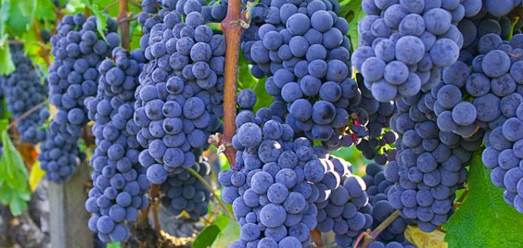 Правильная посадка и выращивание винограда сорта изабелла