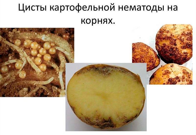 Виды нематод: золотистая картофельная нематода, корневая, стеблевая, листовая - фото и признаки русский фермер