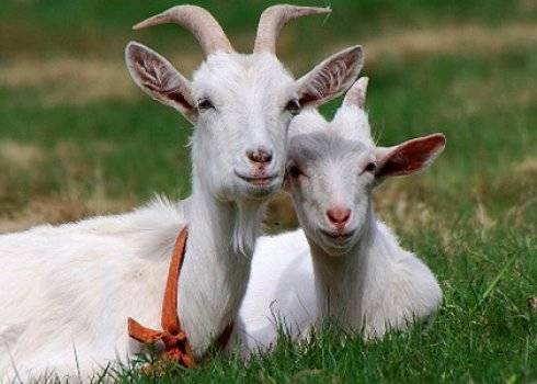 Окот овец: когда покрывать козу, роды у козы