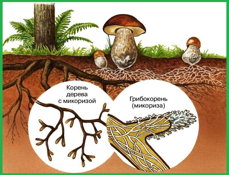 Что такое грибные гифы