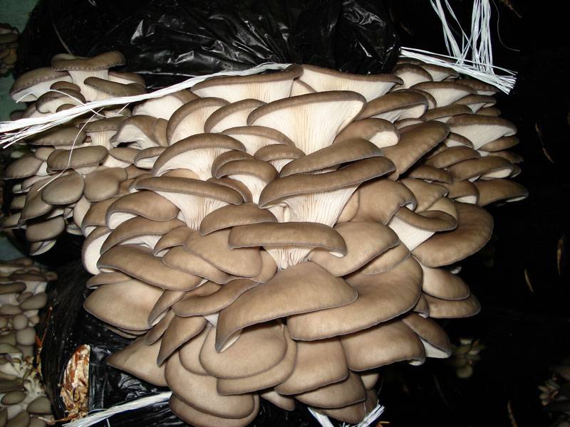 Подробно о технологии выращивания грибов вешенки в мешках