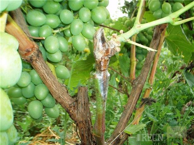Прививаем виноград: основные принципы для начинающих