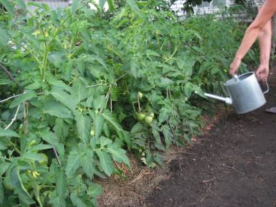 Подкормка томатов в августе – секретный ингредиент для повышения сладости помидоров — agroxxi
