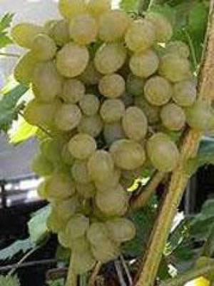 Описание сорта винограда плевен