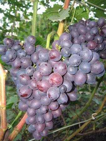 Виноград краса никополя - мыдачники