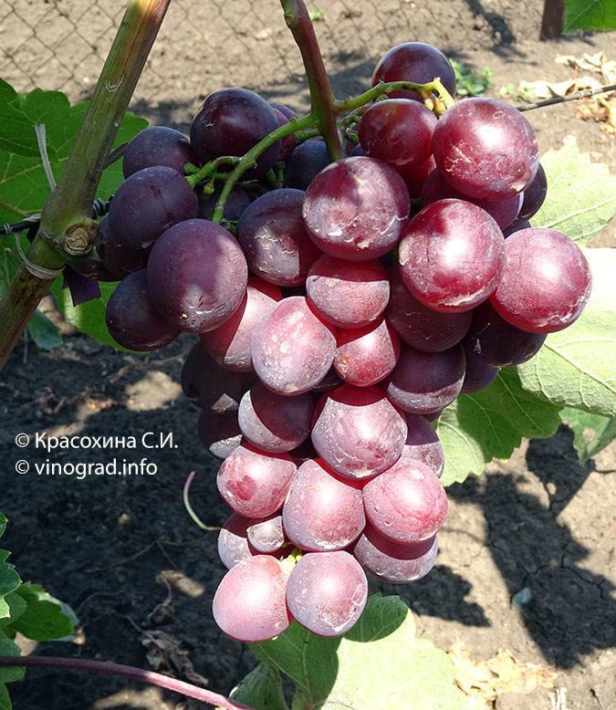 История, описание и характеристики сорта винограда подарок ирине, особенности выращивания и ухода