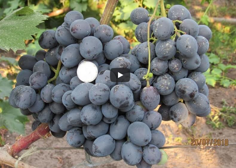 Виноград велес: описание сорта, фото, отзывы садоводов, видео