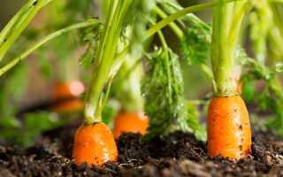 Чем подкормить свеклу и морковь народными средствами