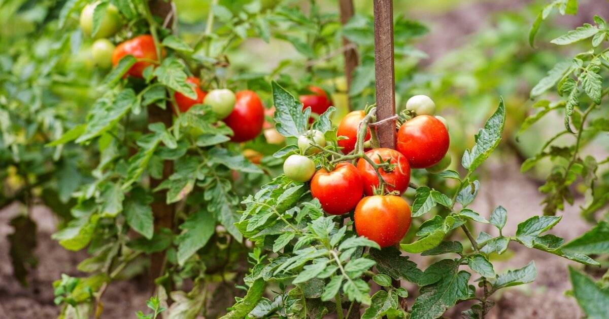Когда нужно сажать помидоры на рассаду - когда сажать и как выращивать