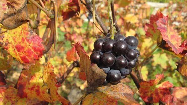 Уход за виноградом осенью, подготовка к зиме: подкормка, обрезка, укрытие