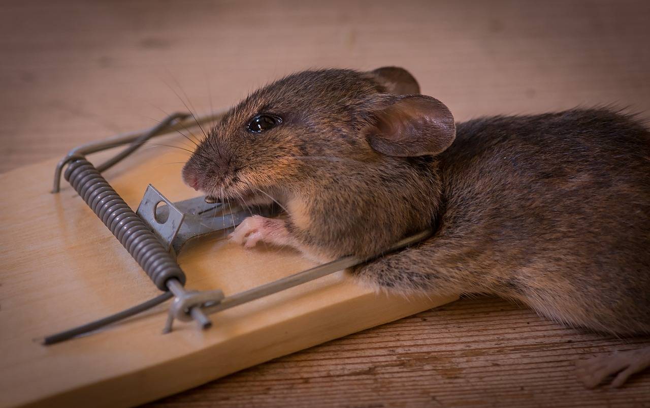 Как избавиться от мышей и крыс в огороде раз и навсегда