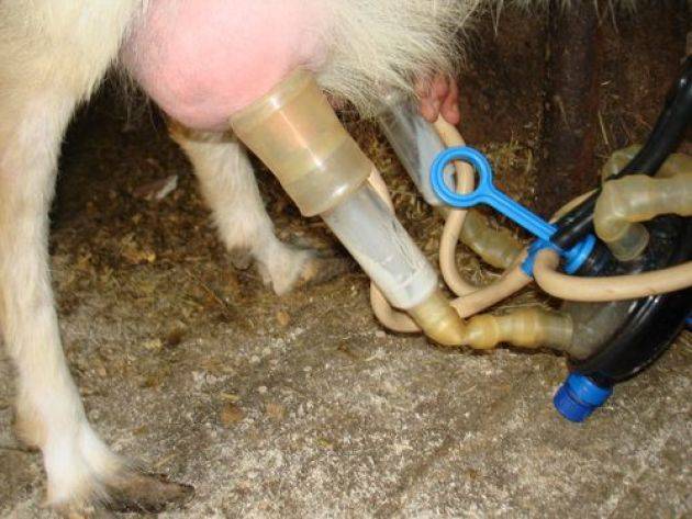 Доильный аппарат для коз - какой купить или как сделать своими руками 2021