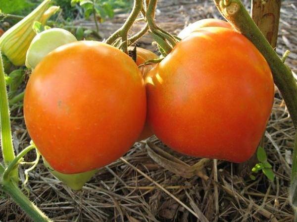 Томат буденовка: описание и характеристика сорта, особенности выращивания помидора, отзывы тех, кто его сажал, фото