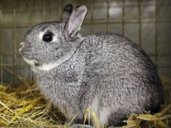Кролик породы шиншилла: описание, отзывы и фото
кролик породы шиншилла: описание, отзывы и фото