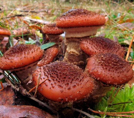 Съедобные грибы опята – фото, описание и полезные свойства