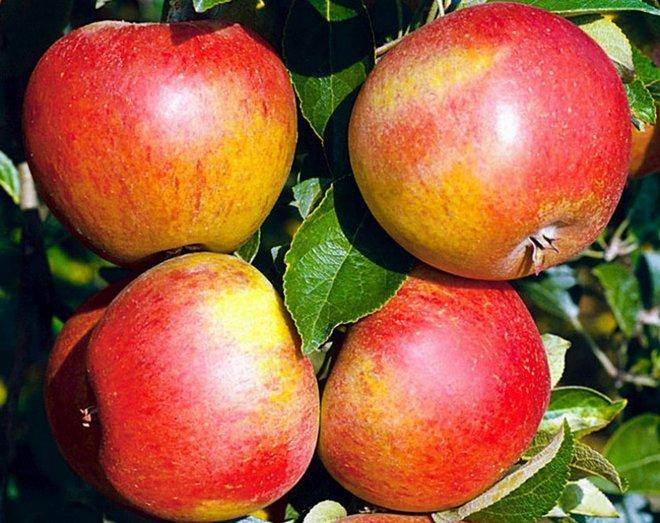 Яблоня раннее сладкое: описание и фото, а также отзывы садоводов