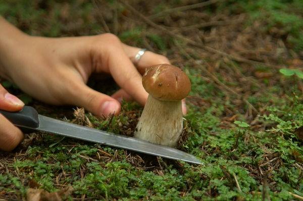 Как яды, радиация и соли тяжелых металлов превращают грибы в отраву // нтв.ru