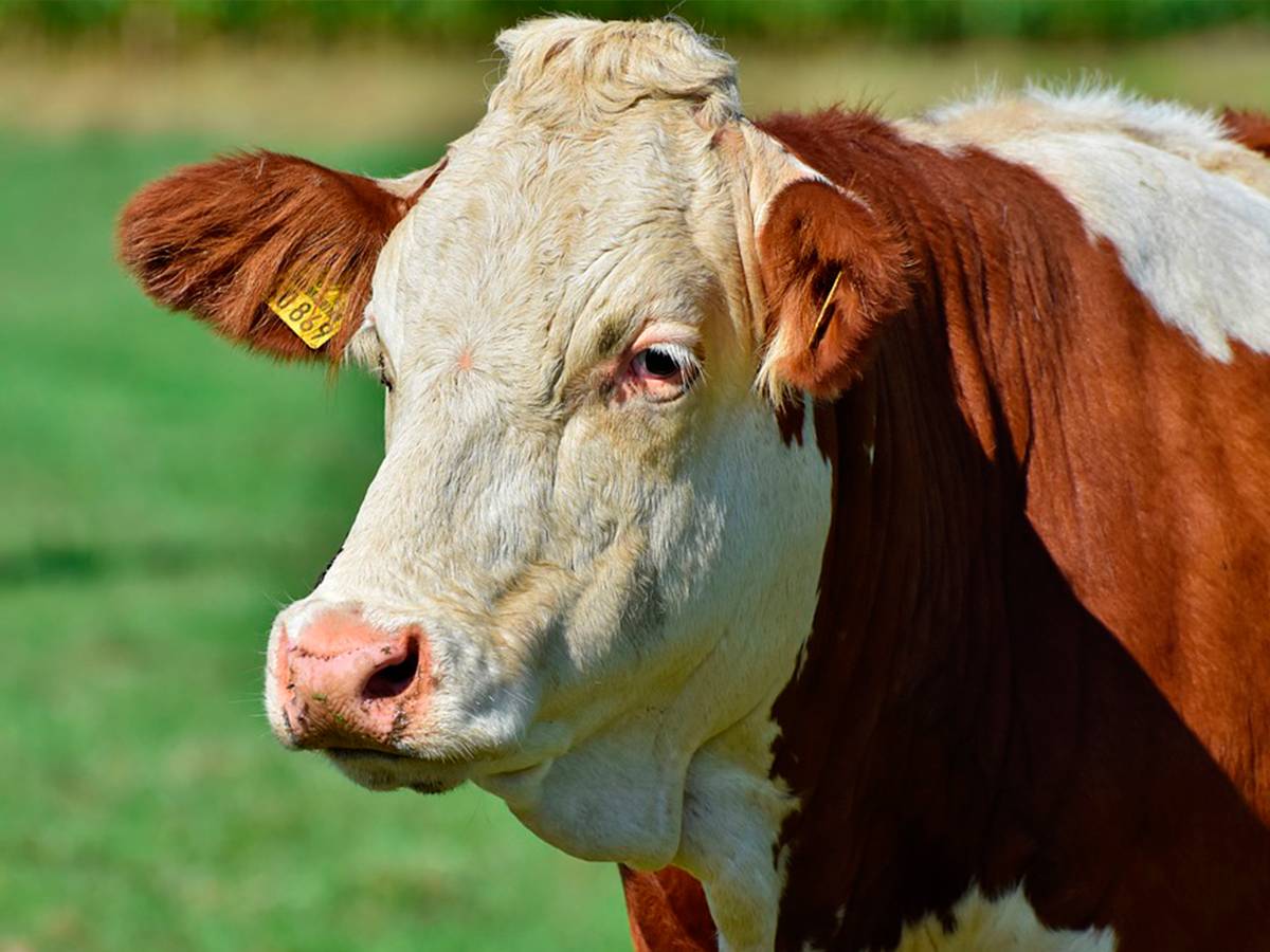 Глисты у коров: симптомы и лечение препаратами