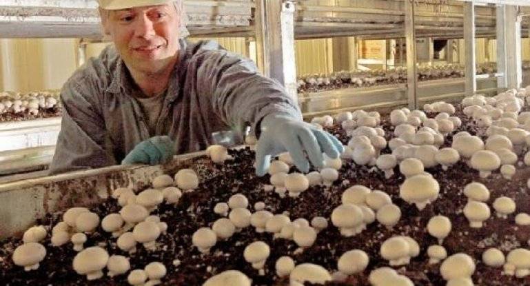 Выращивание грибов как бизнес: план с нуля, отзывы