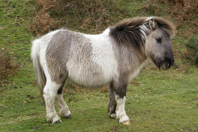 Лошади подвида пони (19 фото): характеристика. чем пони отличается от лошади? особенности авелинской и других разновидностей. тонкости размножения и содержания