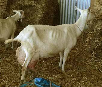 Чем можно кормить козу сразу после окота и какой прикорм давать новорожденным козлятам