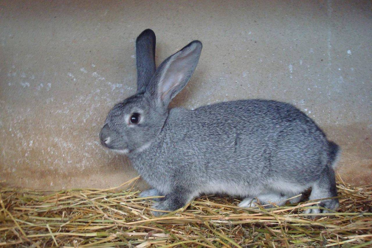 Кролик шиншилла: описание и характеристика породы, ценность - шкурковая и меховая, уход и содержание в домашних условиях, разведение