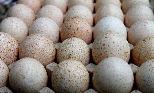 Индюшиные яйца — полезные свойства, калорийность и состав
