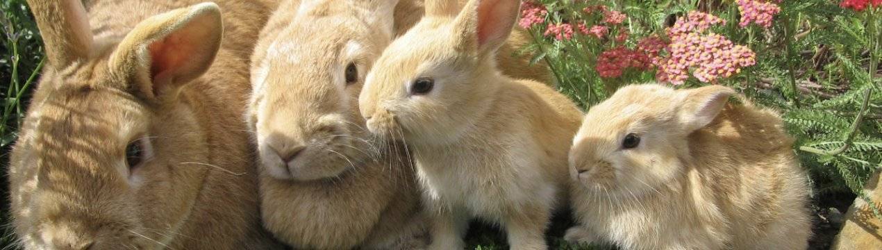 Уход за крольчатами после отсаживания от крольчихи