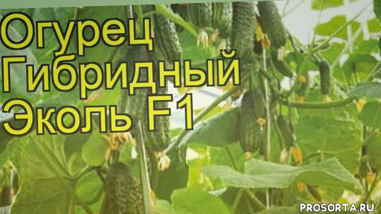 Описание и характеристика сорта огурцов эколь f1: посадка и уход