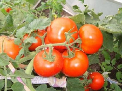 Томат яблонька россии - 110 фото как посадить и вырастить томат