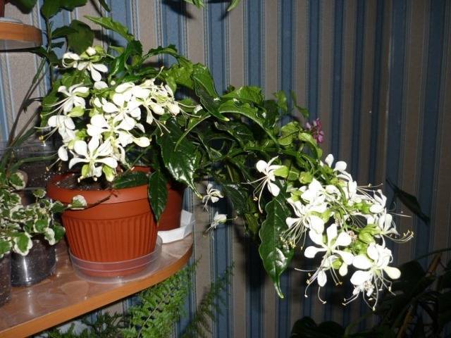 Цветок clerodendrum thomsoniae — уход в домашних условиях