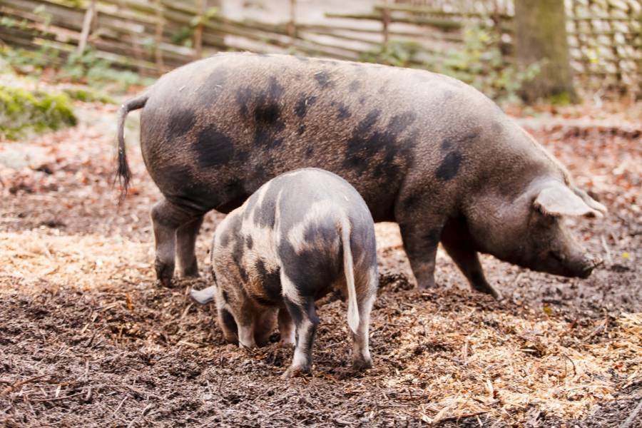 Гетерозис в свиноводстве: инбридинг, гибридизация свиньи