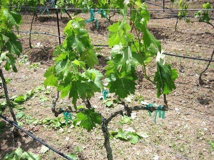 Особенности пересадки винограда: когда пересаживать, как пересадить на другое место весной, уход