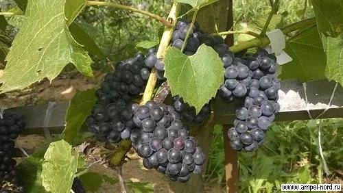 Сорт винограда «вэлиант»: описание, фото, селекция, особенности посадки и ухода