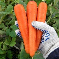 Морковь самсон: топ отзывы, все секреты выращивания с фото
