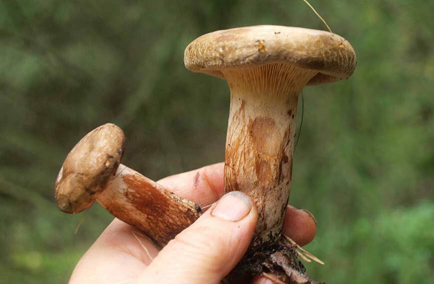 Свинушка толстая (tapinella atrotomentosa): фото, описание и как готовить гриб